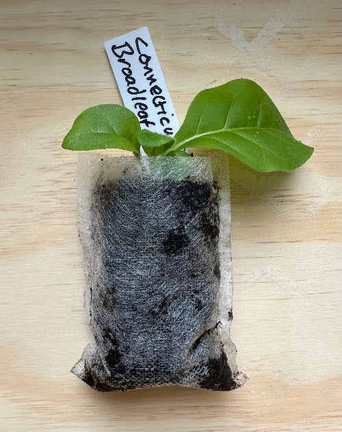 Connecticut Broadleaf Tobacco Plant Seedling