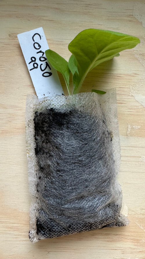 Corojo 99 Tobacco Plant Seedling