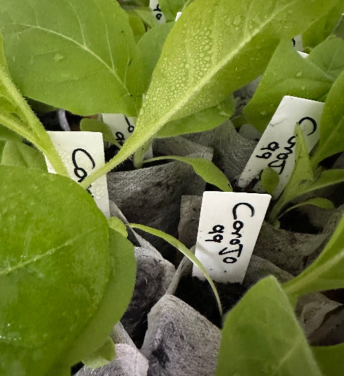 Corojo 99 Tobacco Plant Seedling