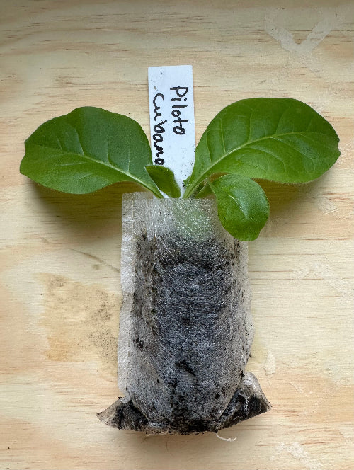 Piloto Cubano Tobacco Plant Seedling